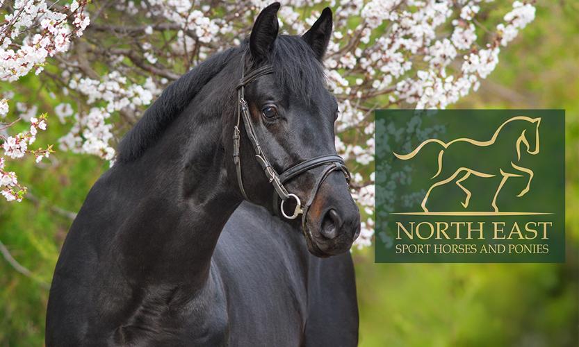 All sport horses are for sale on a first come, first served basis. We aim to bring likeminded people together with the horses we have available, to ensure that buying your next horse is as stress free as possible.