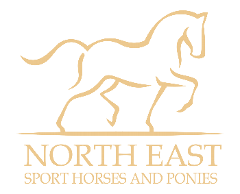 North East Sports Horses Sports Horses for Sale Newcastle NE15