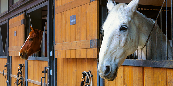sport horses delivered in north east england