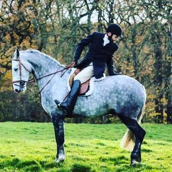 Sports Horses for Sale in Newcastle and NE15
